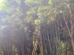 景点-成都大熊猫繁育研究基地