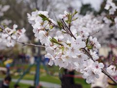-鸡鸣寺