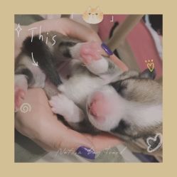 -酷嗒动物文化乐园(cutezoo西溪乐天城店)