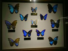 -上海昆虫博物馆