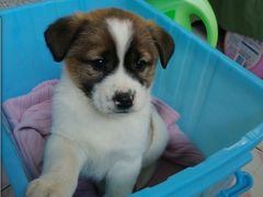 -芭比堂动物医院·犬猫全科·异宠专科(雁塔分院)