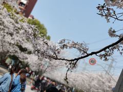 -高东镇樱花园