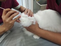 -芭比堂动物医院·24小时·眼科中心(深圳中心)