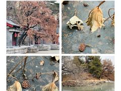 -颐和园