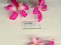 -四川大学博物馆