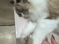 -藏猫猫咖啡主题馆(中央大道店)