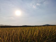 -光明小镇欢乐田园