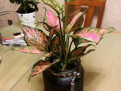 -宝鸡东道花鸟鱼虫市场(吉利花园商场店)