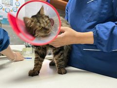 -美联众合宠物医院·爱萌分院·内外科·猫科中心