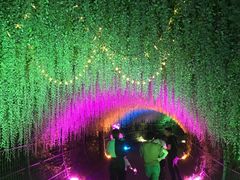 -大塘金香草谷