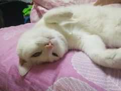 -宠颐生中康贝怡动物医院