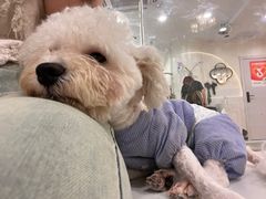 -共舞时光猫咖·狗咖(新街口店)