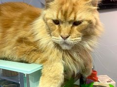 -Heymao猫咖.咖啡厅(东门店)
