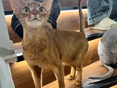 -琪喵猫屋·撸猫猫咖·猫舍