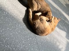 -共舞时光猫咖·狗咖(新街口店)