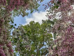 -深圳国际园林花卉博览园