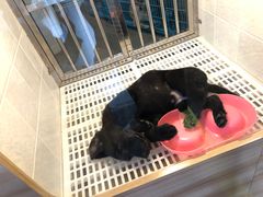 -1013 PET SHOP 宠物商店(近铁城市广场店)
