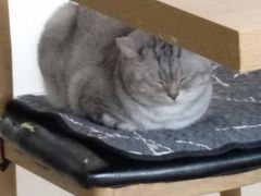 -平行世界·猫咖(首经贸店)
