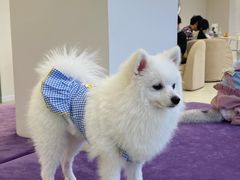 -怪兽屋·羊驼·猫咖·狗咖(俊华广场店)