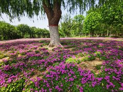 -黄河小浪底水利枢纽风景区