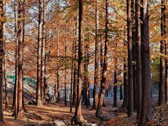 -白水寺森林公园