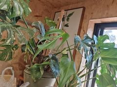 -Rabbit Cafe私房西餐甜点咖啡(栖霞路店)