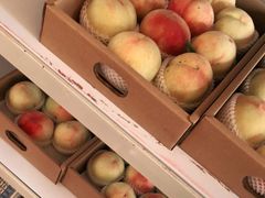 -南汇新场正宗水蜜桃采摘