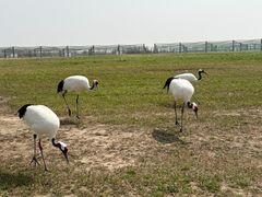 -盐城丹顶鹤湿地生态旅游区