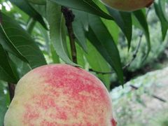 -武汉世外桃源农庄