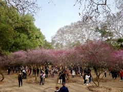 -武汉大学-樱园