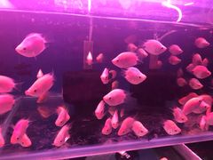 -秦美花卉(天朗·莱茵小城2期店)