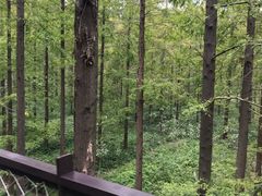 -黄海国家森林公园