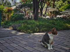 -上海璞麗酒店
