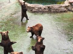 -深圳野生动物园