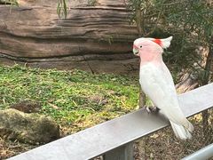 -新加坡飞禽公园