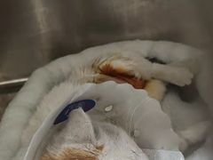 -萌兽医馆·犬猫专科·眼科中心·宠物医院(朝阳门分院)