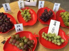 -马陆小张葡萄园农家乐