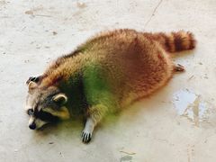 -J Create城市露营咖啡·简餐·宠物(上海动物园店)