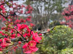 -莫愁湖公园