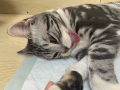-乐派堂宠物医院·猫友好· 心脏科(东街店)