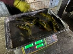 -姥家大锅台水库渔家