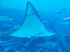 -迪拜帆船酒店海底餐厅