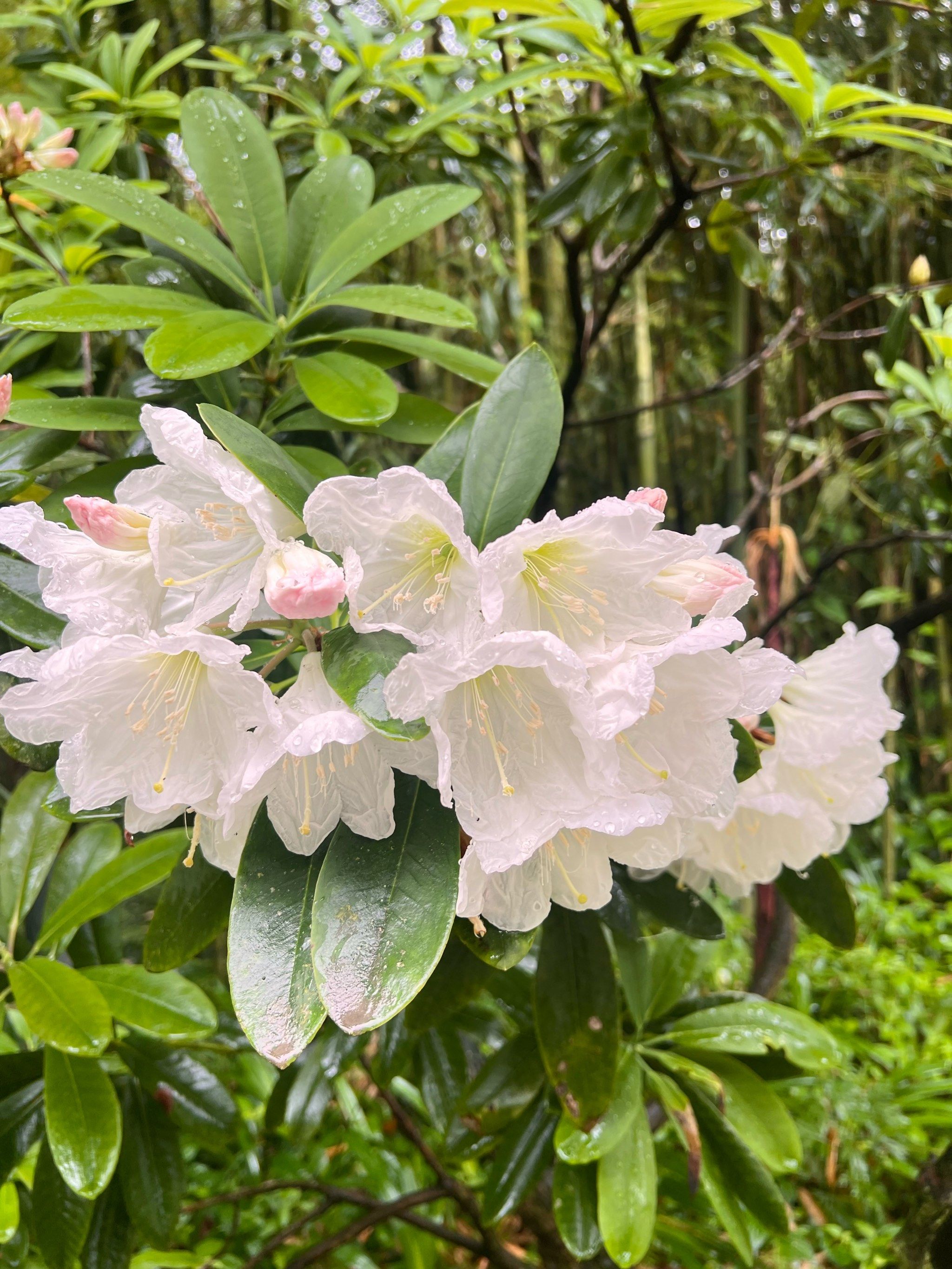 99成都熊猫谷|听劝吧!别去大熊猫基地排队了