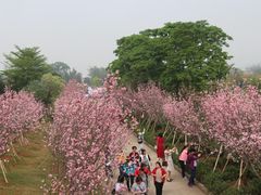 -天适樱花悠乐园