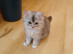 -猫咪派对(江南西店)