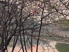 -桃花堤公园