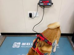 -美联众合爱康动物医院•复杂内科•肿瘤科•牙科•腔镜诊疗中心