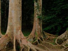 -中国科学院西双版纳热带植物园