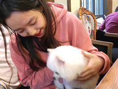 -more than meow吴止猫主题餐厅(承德 中船汇店)