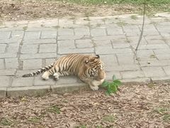 -深圳野生动物园
